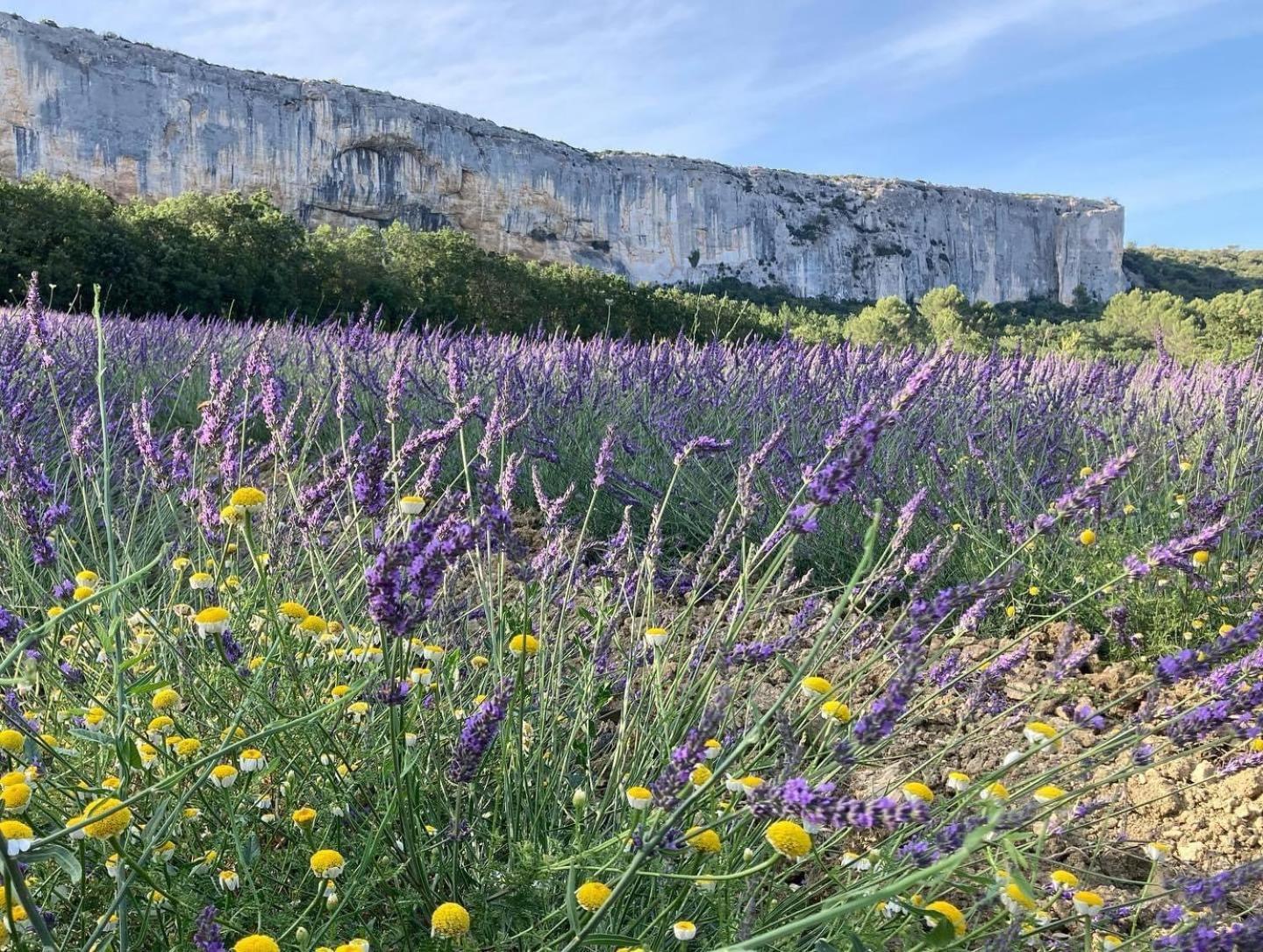 Gite La Madeleine Du Luberon. Lioux Eksteriør billede
